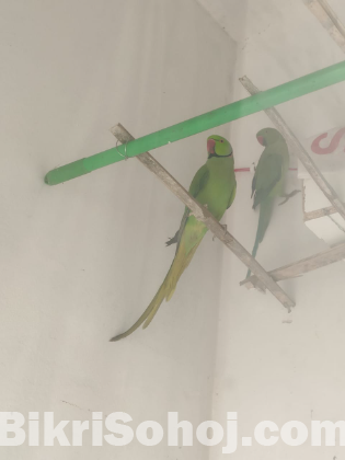 green parrot